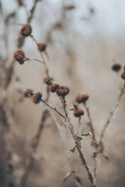 soft focus of dry flower over blurred garden background. Wild thorns in the desert. landscape dry plants on blurred background