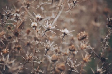 Bulanık arka planda kuru çiçeğin yumuşak odağı. Çöldeki yabani dikenler. bulanık arkaplanda kuru bitkiler