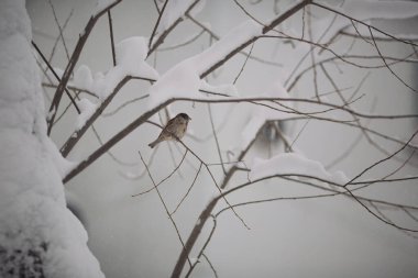 Serçeler soğuk kar taneleri ve buz kristalleriyle kaplı dalların arasında parlak beyaz bir kış parkında otururlar.. 