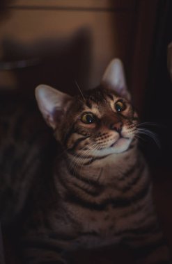 Şirin tekir kedi, evcil hayvan. Sevimli Bengal kedisi oturuyor ve kamerada merak uyandırıyor izole edilmiş arka planda, cephede. Bengal kedisi kanepede oturan bir evde yaşıyor. Meraktan. hayvan bakımı.