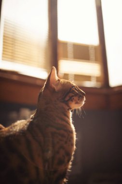 Şirin tekir kedi, evcil hayvan. Sevimli Bengal kedisi oturuyor ve pencereye bakıyor. Bengal kedisi kanepede oturan bir evde yaşıyor. Meraktan. hayvan bakımı.