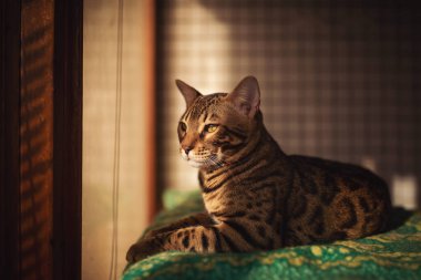 Şirin tekir kedi, evcil hayvan. Sevimli Bengal kedisi, soyutlanmış arka planda, pencereye bakıyor ve yalan söylüyor. Bengal kedisi bir evde, pencerenin yanındaki kanepede yatıyor.. 