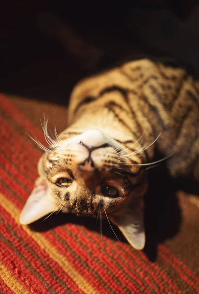 Çizgili kahverengi kedi, düşünceli bir bakış ve pencereden gelen güneşin tadını çıkarıyor. Sabahları güneşlenen sevimli bir kedi. Kedi güneşin altında güneşlenerek yerde yatıyor.. 