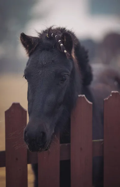 Horse standing in yard. Black Horse portrait. pretty horse on a farm near a wooden fence