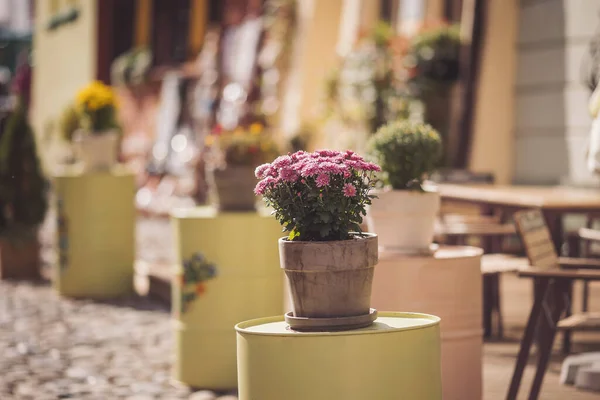Potted decorative plants and flowers at a street Coffeehouse cafe restaurant terrace.  Outdoor terrace concept. Copy space. Old fashioned empty cafe terrace with vintage chairs and tables.
