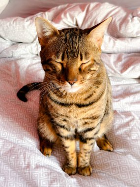 Closeup of a happy adorable cute brown spotted bengal cat napping and sleeping on a blanket dreaming. Cats are cute pets who live in houses with humans.