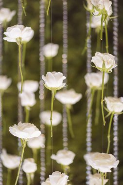 Düğün partisi için tomurcuklarıyla sarkan zarif, geniş beyaz çiçeklerin manzarası. Açık havada düğün seremonisi. Lüks ve güzel bir düğün dekoru. Dekor ayrıntıları