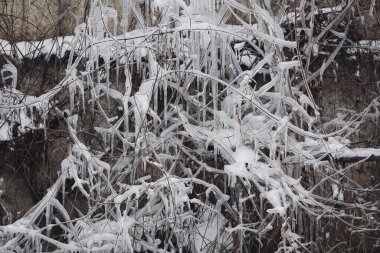 Sarkıtlar bir evin dallarına asılır. Evin yakınındaki bitkilerden sarkan buz saçakları olan kış manzarası. Buz saçakları, kar şapkası. Buz sarkıtı üzerine yumuşak bir odak noktası. Hava durumu. Meteoroloji. 