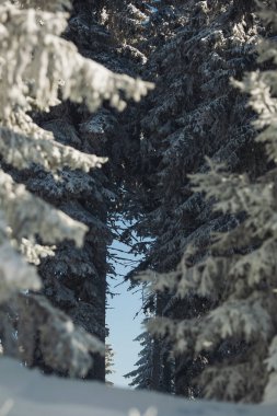 Dağdaki kış ormanı. Karlı orman yolu. Yeni yağmış ağaçların eğilmiş dalları altında güzel, boş, karlı orman yolu..