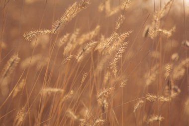 Sabahın erken saatlerinde güzel sarı çimenler. Yaz çimenleri parlak altın parıldayan alacakaranlık güneşi, arka planda bulanık arka plan açık alan ve kopyalama alanı.