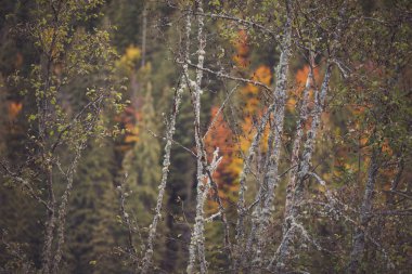 Sonbahar ormanı. Ağaç gövdeleri ve renkli sonbahar yaprakları. Güzel sonbahar arkaplanı. kuru yapraklar. Sonbaharda ağaç gövdeleri ve yaprakları. Bir parkta ya da ormanda. Doğa, mevsim. 