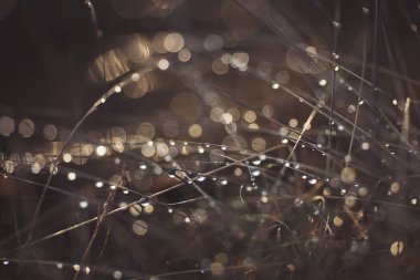 Güneş ışığı ve çiğ taneleri izole edilmiş. Sabah çiği. Parlak bir sabah çiğ tanesinin soyut arkaplanı.