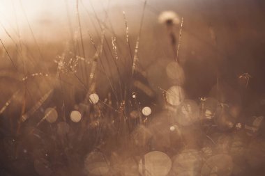 Güneş ışığı ve çiğ taneleri izole edilmiş. Sabah çiği. Parlak bir sabah çiğ tanesinin soyut arkaplanı.