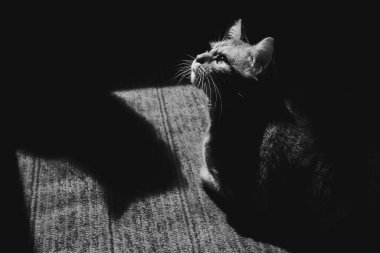 Balkonda güneşlenen bir kedinin ve başka bir kedinin gölgesinin siyah beyaz fotoğrafı. Hayvan dostluğu, iletişim, iletişim. Dar kirişli kontrastlı fotoğraf. Siyah arkaplan, parlak vurgu.