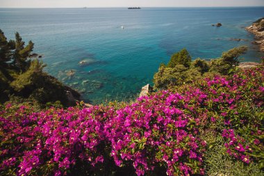 Liguria 'daki İtalyan Sahili' nde çiçekler. Arka planda mavi deniz olan pembe begonviller. Harika bir çiçek. Magenta bougainvillea çiçekleri.