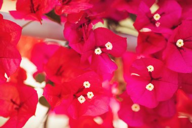 Çiçek açan pembe Bougainvillea spektabilis. Magenta bougainvillea çiçekleri.