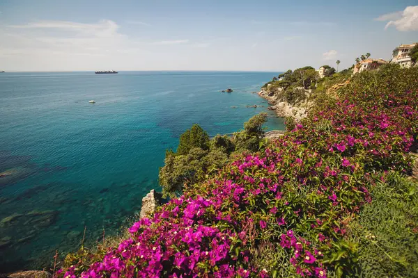 Liguria 'daki İtalyan Sahili' nde çiçekler. Arka planda mavi deniz olan pembe begonviller. Harika bir çiçek. Magenta bougainvillea çiçekleri.