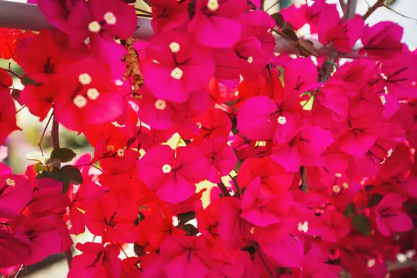 Çiçek açan pembe Bougainvillea spektabilis. Magenta bougainvillea çiçekleri.