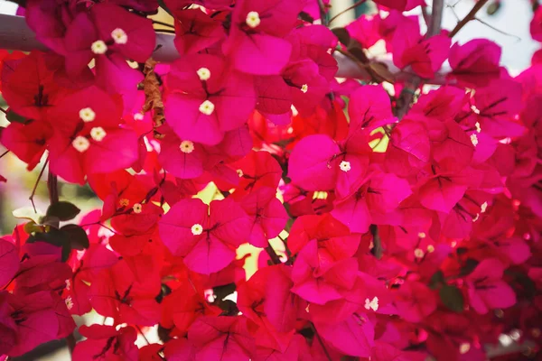 Çiçek açan pembe Bougainvillea spektabilis. Ağacın üzerinde çiçek açan bougainvillea buketi. Magenta çiçekleri. Arka plan olarak Bougainvillea çiçekleri..