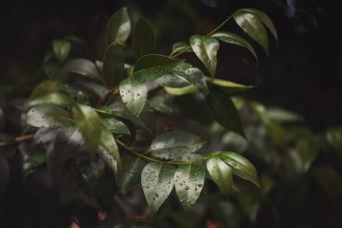 Su damlalı yeşil yaprak. Yağmur ormanlarındaki fırtınadan sonra yağmur damlalarıyla birlikte doğal yeşil yaprak. Yeşil arka planda yağmur damlası bırakıyor. Bahçede yeşil yaprak.