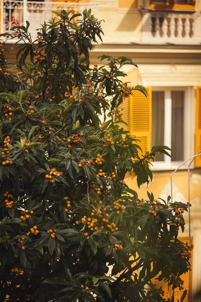 A loquat tree in a mediterranean city. Fruits tree on yellow facade background. An oloquat tree and beautiful architecture in the old town from Genoa, Italy. vitamin fruits. Tree in the city.
