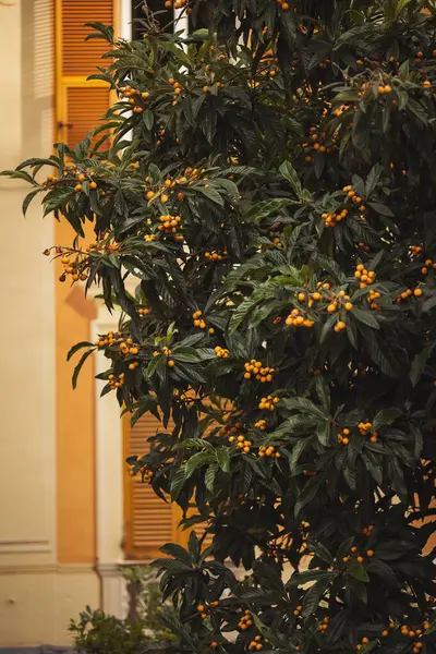 A loquat tree in a mediterranean city. Fruits tree on yellow facade background. An oloquat tree and beautiful architecture in the old town from Genoa, Italy. vitamin fruits. Tree in the city.