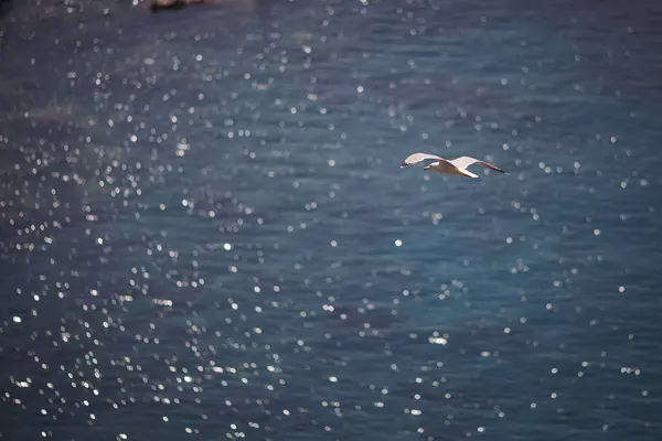 A large gull hovers above the Mediterranean Sea in Italy. A seagull flies across the sea.