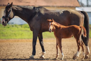 At Aygırı ve güzel yavrusu. Anne sevgisi. Bebek Mayını. Bir at portresi. # Tatlı küçük at yavrusu dışarıda #. 