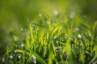 Su yeşil çimlerin üzerine düşer. Yeşil çimenler ve sabah çiyleri. Doğal soyut yeşil eko güneşli arka plan çimen ve ışık lekeleri. Taze ot.. 