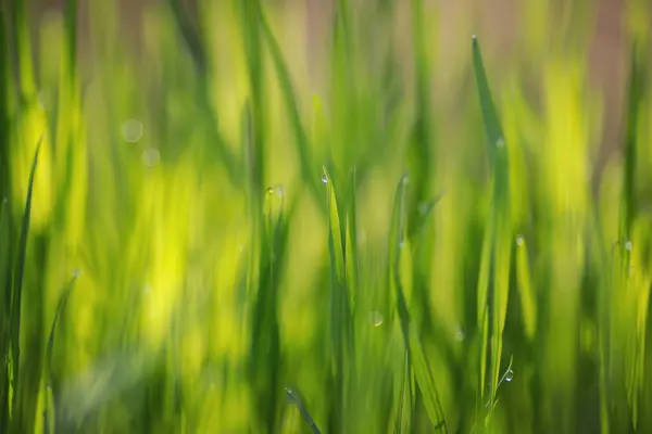 water drops on the green grass. Green grass and morning dew. Natural abstract soft green eco sunny background with grass and light spots. Fresh grass.
