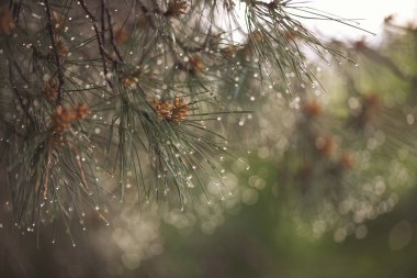 Islak kozalaklı ağaçlar ve parlak damlalar. Bulanık yeşil arka planı olan bir çam ağacının ıslak yaprakları. Çam ağacının dalına yakın çekim yağmur damlaları. Arka plan bulanık. Yağmurlu bir günün kasvetli atmosferi.