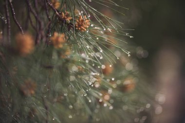 Islak kozalaklı ağaçlar ve parlak damlalar. Bulanık yeşil arka planı olan bir çam ağacının ıslak yaprakları. Çam ağacının dalına yakın çekim yağmur damlaları. Arka plan bulanık. Yağmurlu bir günün kasvetli atmosferi.