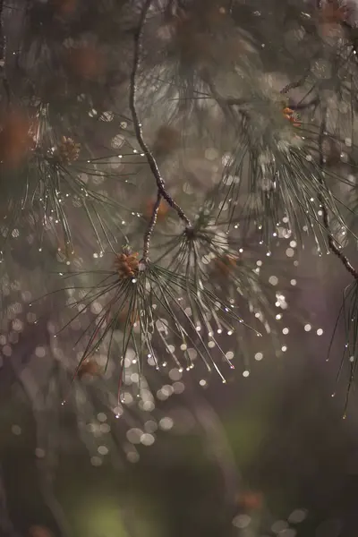 wet coniferous trees with shiny drops. wet leaves of a pine tree with blurry green background. Close-up of rain drops on a pine tree branch. Blurred background. Moody atmosphere of a rainy day.