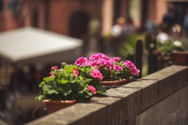 Sokaktaki dekoratif vazoların güzel manzarasını kapat. Çiçek saksısı dışarıda, İtalya 'da..