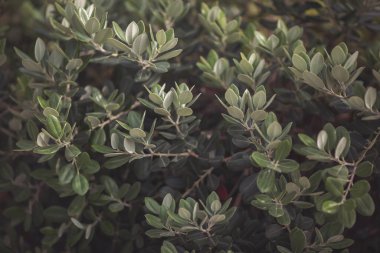 Doğal yeşil ve güzel. Çalı yaprakları, ahenkli görüntü. Yeşil bitki. Yeşil soyut yaprak dokusu ve arkaplanı. Küçük yaprak dokusu. Yeşil yaprakların manzarasını kapat.