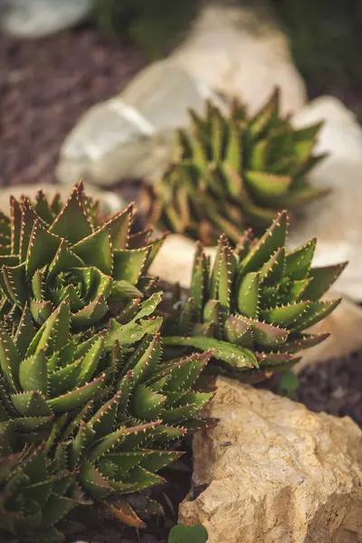 tropical succulent plant on stone,  with shallow depth of field.Nature background with succulent.houseplant Succulent flower beds plant in the garden