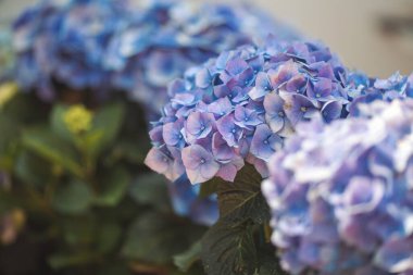 Pembe, mavi, leylak, menekşe, mor ortanca çiçeği (Hydrangea makrophylla) bir bahçede bahar ve yaz mevsiminde çiçek açar. Ortanca macrophylla Ortensiya çiçeklerinin güzel çalısı.