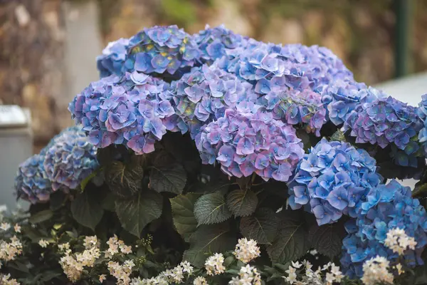 Pembe, mavi, leylak, menekşe, mor ortanca çiçeği (Hydrangea makrophylla) bir bahçede bahar ve yaz mevsiminde çiçek açar. Ortanca macrophylla Ortensiya çiçeklerinin güzel çalısı.