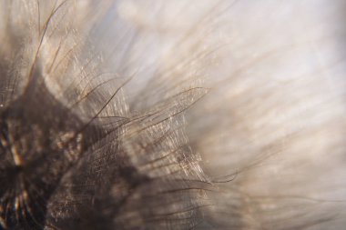 Bir karahindibanın ortasında makro detay. Yumuşak karahindibalar çiçek, aşırı yakın plan, soyut bahar doğası arka plan. 