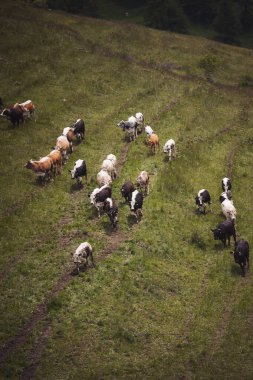 Alp dağlarında inekler çimlerde otlar. Çayırda çayırları olan bir dağ manzarası. Sağlıklı gıda çiftçiliği kavramı. 