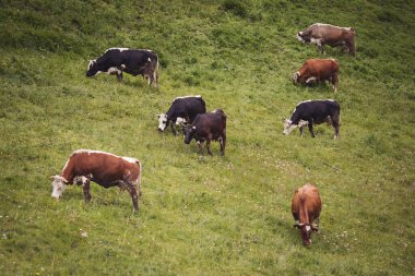 Alp dağlarında inekler çimlerde otlar. Çayırda çayırları olan bir dağ manzarası. Sağlıklı gıda çiftçiliği kavramı. 