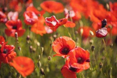 Bir tarladaki kırmızı gelincik çiçeklerini kapatın. Yazın parlak kırmızı mısır haşhaş çiçekleri. Mısır Tarlası Poppy Flowers İtalyan çiftliğindeki Papaver rhoeas.