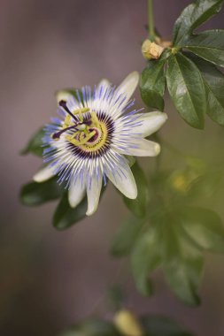 Tutku meyvesinin güzel çiçeği. Bir tutku meyve bitkisinin (Passiflora edulis) açık çiçeği, bir dal, bazı yapraklar ve filizlerin görülebildiği karanlık bir arka plana karşı yakın plandadır..
