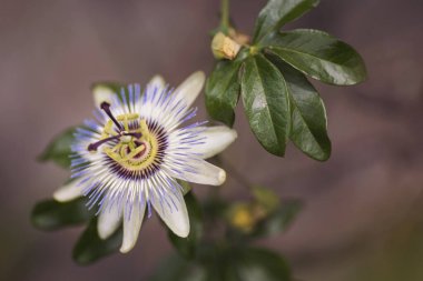 Tutku meyvesinin güzel çiçeği. Bir tutku meyve bitkisinin (Passiflora edulis) açık çiçeği, bir dal, bazı yapraklar ve filizlerin görülebildiği karanlık bir arka plana karşı yakın plandadır..
