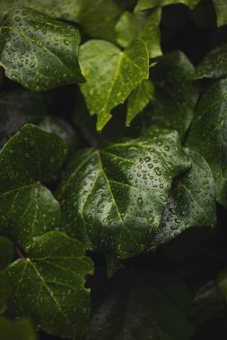 Yeşil çiçek desenli yağmur damlaları. Yukarıdan gelen doğal bir arka plan. Su damlalı yeşil yaprak dokusu. Yeşillikleri yağmur damlalarıyla kapatın. Doğa arkaplanı kavramı.