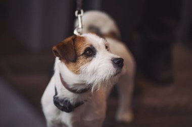 Jack Russell Terrier 'in köpeği sahibini bekliyor. Portre köpeği Jack Russell Terrier 