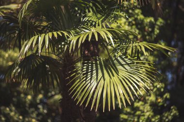 Japon kökenli ve küçük boylarda her zaman yeşil palmiye ağaçları. Yazın yeşil palmiye yaprakları. Yeşil tropikal ormanın doğal arka planı. Yaratıcı tasarım elementleri için yapraklı çam ormanları deseni.