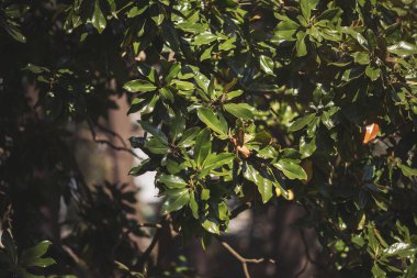 Taze yeşil yaprakları olan birkaç ağaç dalı. Tropik yeşil bitkilerin yaprakları. Yeşil manolya yaprakları. Bitkisel geçmiş.