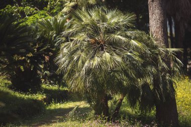 Japon kökenli ve küçük boylarda her zaman yeşil palmiye ağaçları. Yazın yeşil palmiye yaprakları. Yeşil tropikal ormanın doğal arka planı. Yaratıcı tasarım elementleri için yapraklı çam ormanları deseni.