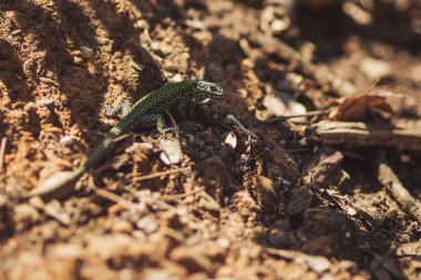 Avrupa yeşil kertenkelesi ya da Lacerta viridis güneşlenmesi ılık bir bahar gününde.